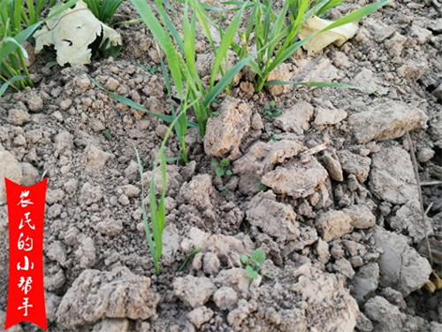 麦子什么时候种(小麦是哪个季节种的)