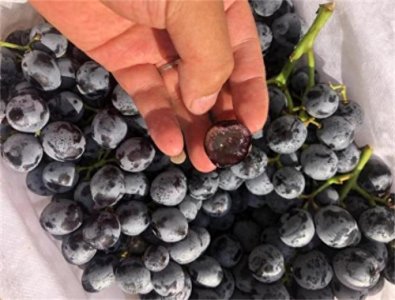 ​蓝莓葡萄是什么品种(蓝莓葡萄的优点与缺点)
