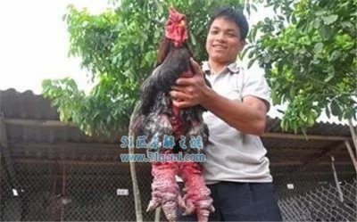 ​越南东涛鸡价格 越南东涛鸡为什么腿那么粗