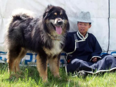 ​中华田园犬各省名犬