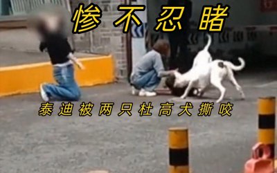 ​养“杜高犬”的危害，比你想的还要严重