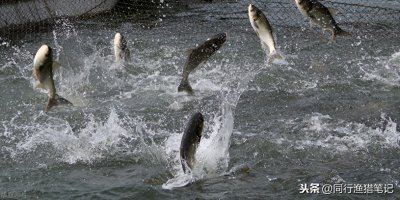 ​浮钓鲢鳙技巧，钓鱼老手在偷偷用，效果媲美传统钓法