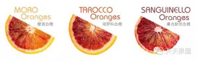 ​塔罗科血橙的前世今生：它和普通橙子有什么区别？