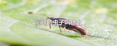 ​厕所的虫子叫什么