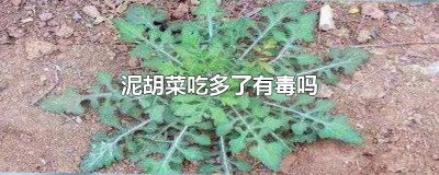 ​泥胡菜吃多了有毒吗