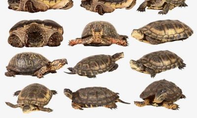​龟的品种 龟类大全图片及名称