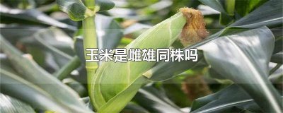 ​玉米是雌雄异花的植株,其籽粒的糯性 玉米是雌雄一体吗