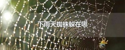 ​下雨前蜘蛛逃到哪儿去呢 下雨前蜘蛛逃到哪去啦