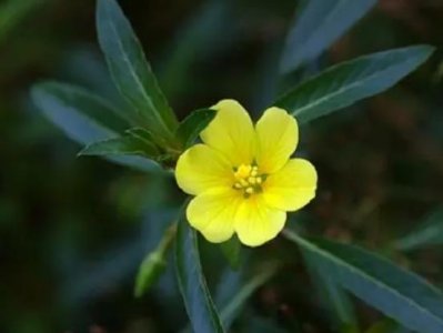 ​被子植物的主要特征有哪些（常见的被子植物种类）