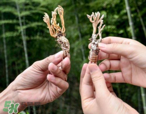 蝉花多少钱一斤 蝉花是怎么形成的