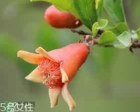 石榴花有毒吗？石榴花能吃吗？