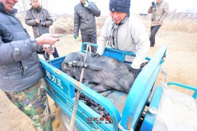 ​东北农村杀年猪实拍， 胆小朋友勿进