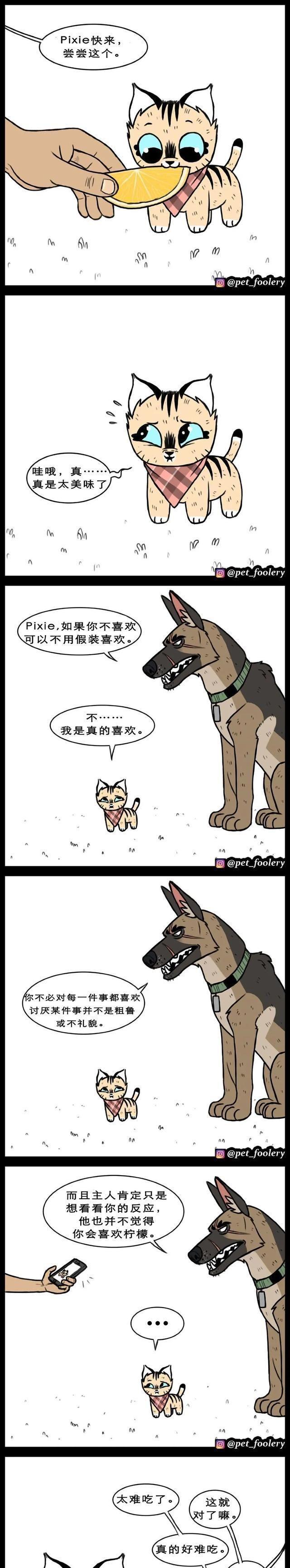 高冷军犬退役后，在新家遇上了一只小猫……