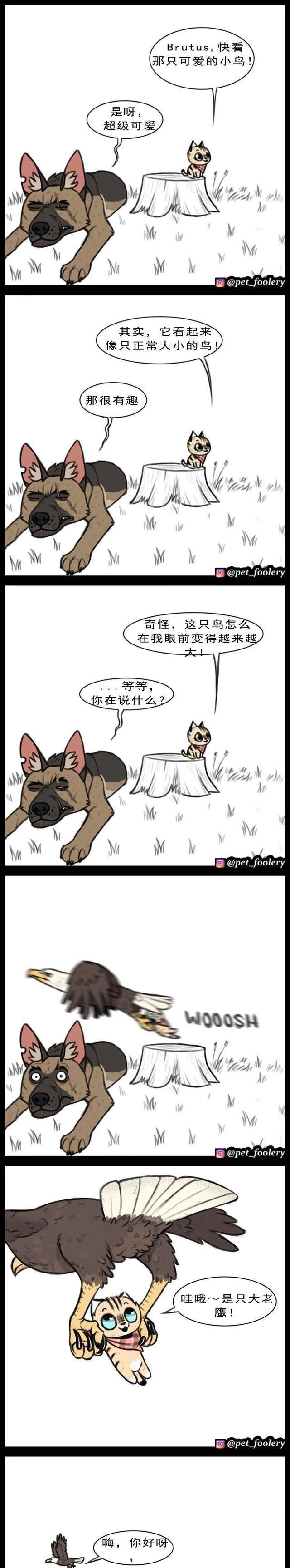 高冷军犬退役后，在新家遇上了一只小猫……