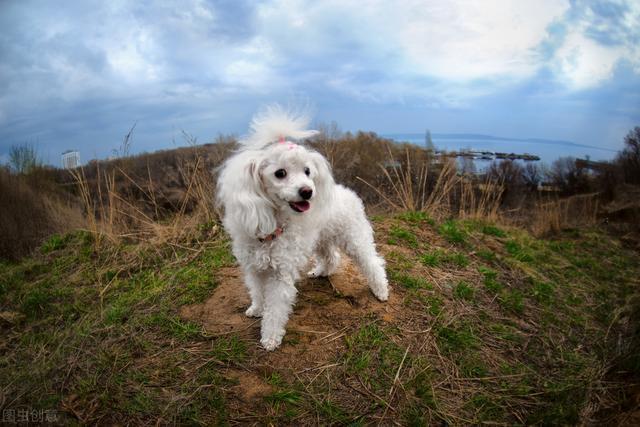 “巨型贵宾犬”价格是多少？影响价格的因素主要有这5个