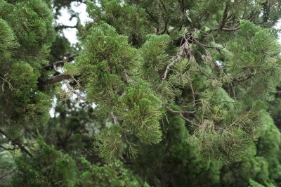 ​种植龙柏树的忌讳