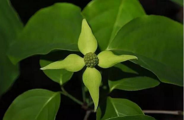 荒野维生食物之野菜系列——野荔枝