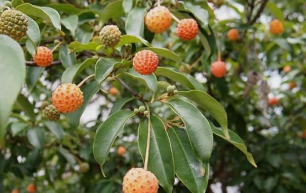 荒野维生食物之野菜系列——野荔枝