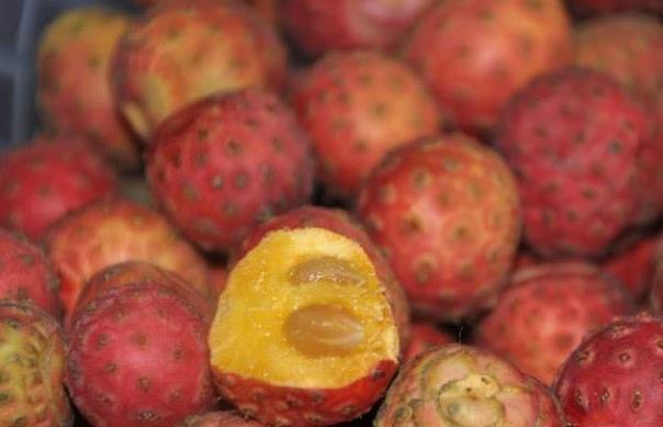 荒野维生食物之野菜系列——野荔枝