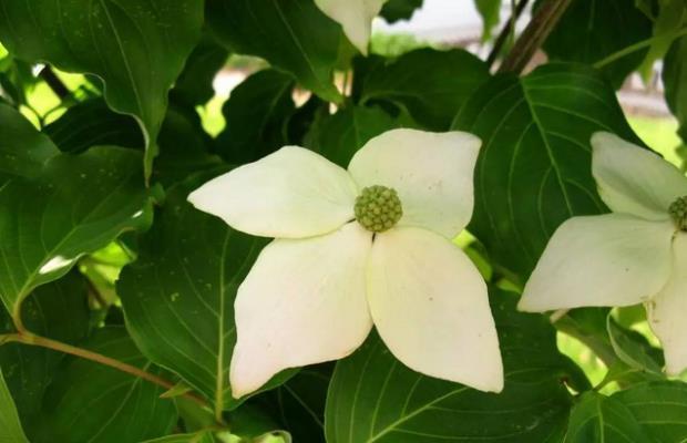 荒野维生食物之野菜系列——野荔枝