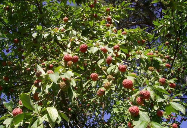 荒野维生食物之野菜系列——野荔枝