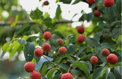 ​荒野维生食物之野菜系列——野荔枝