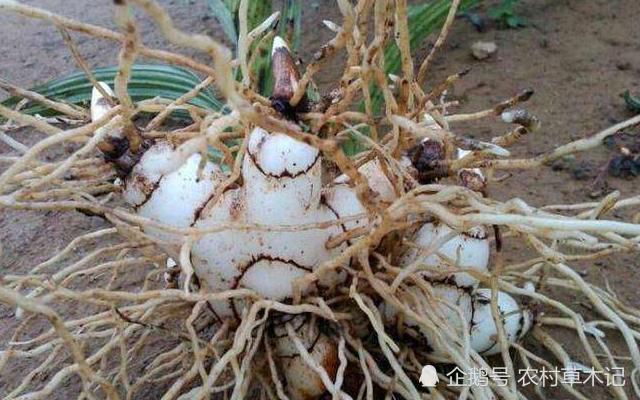 山里遇见此物，请别当杂草除掉，价值很高，220元一斤