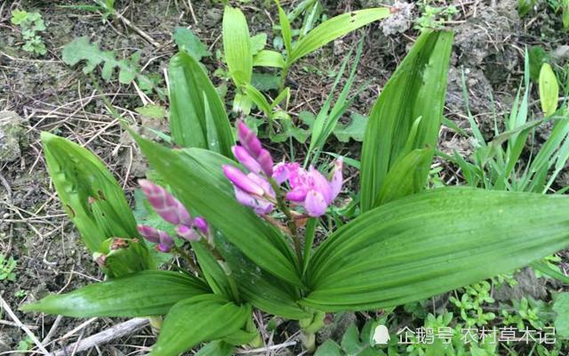 山里遇见此物，请别当杂草除掉，价值很高，220元一斤