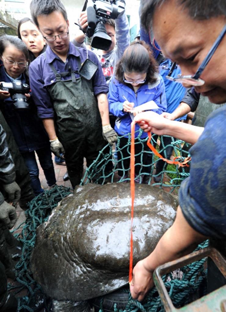 中外专家为我国仅剩的一对斑鳖进行人工授精繁殖