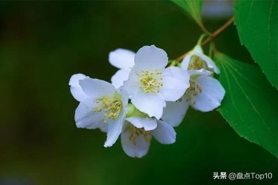 ​盘点10种在3月盛开的花，春已暖，花欲开，你知道都有哪些吗？