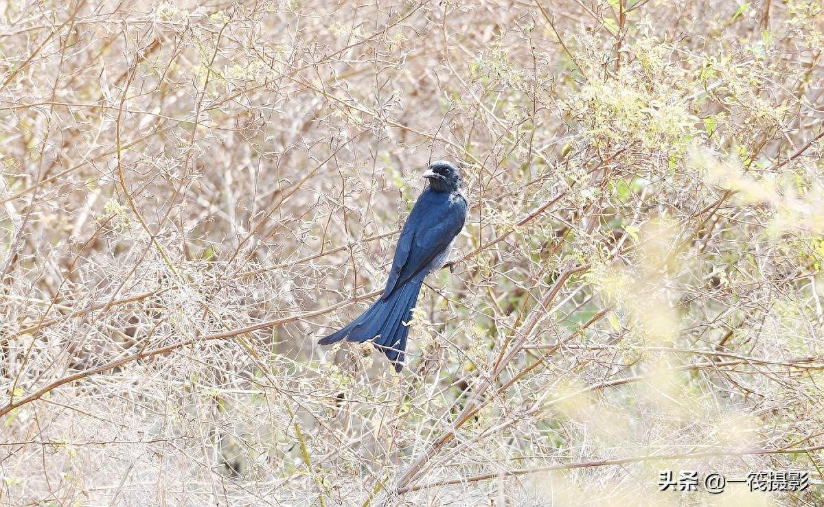 野外观鸟——黑卷尾