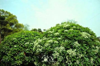 ​学校为什么要种植石楠花？